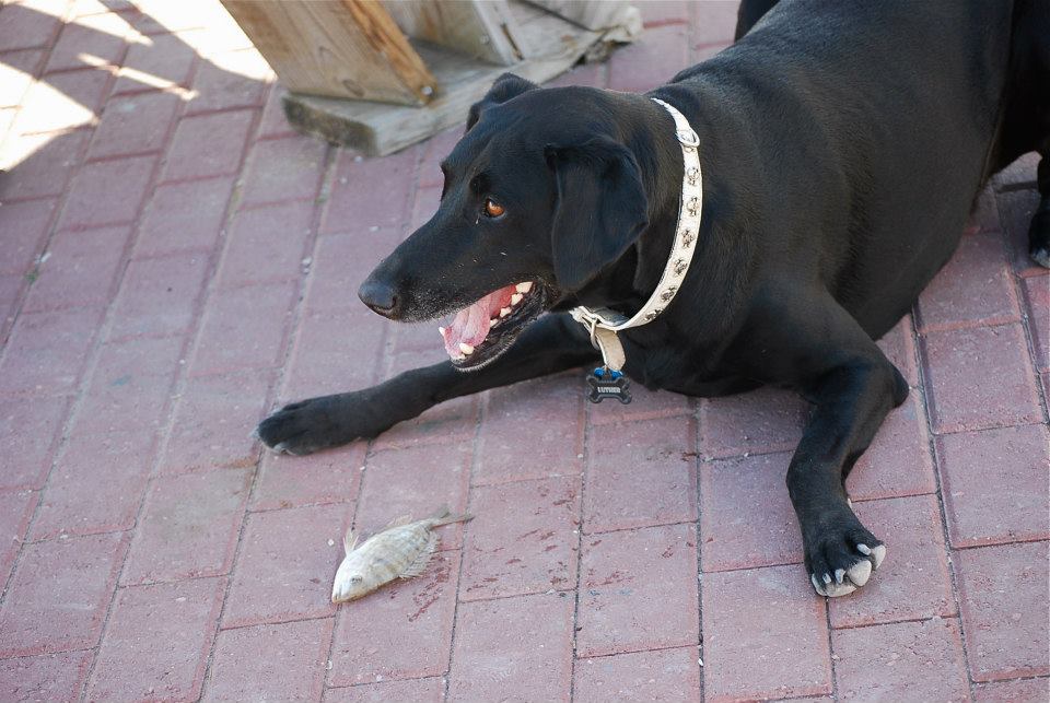A black Lab resting on the Luther's dock
